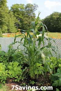 7savings Save Money By Planting Your Own Seeds Corn Plant In The Garden