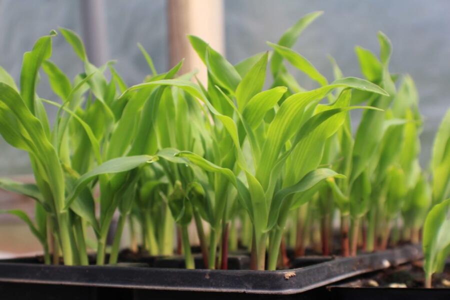 7savings Save Money By Starting Your Own Garden Around Home Regular Planting Corn Plant