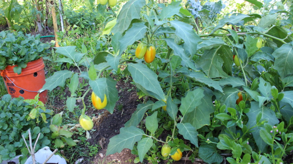 7savings Save Money By Starting Your Own Garden Around Home Garden