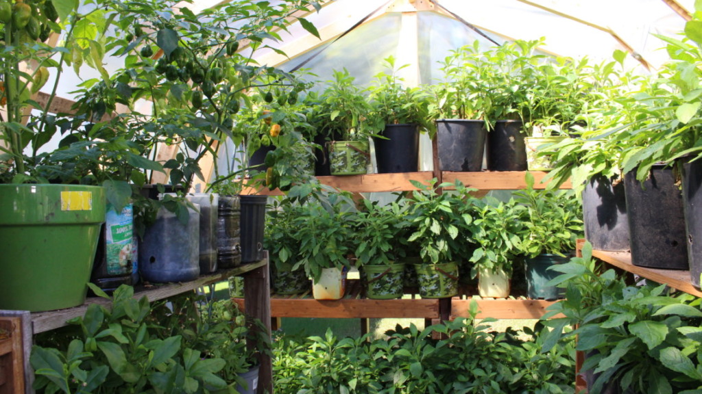 7savings Save Money By Starting Your Own Garden Around Home Greenhouse Garden
