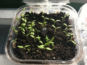 How to Make Free Seed Start Trays How to Make Free Seed Start Trays