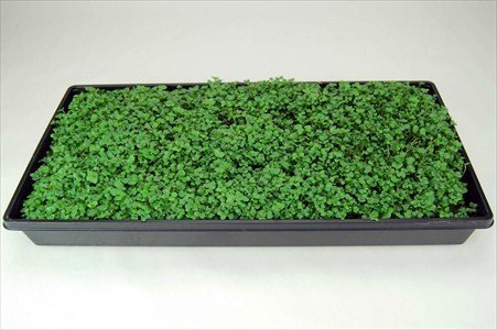 7savings 10 Plant Growing Trays No Drain Holes 20 X 10 Plant Growing Trays