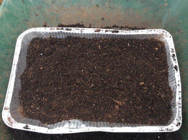 Free Seed Starting trays Free Seed Starting trays