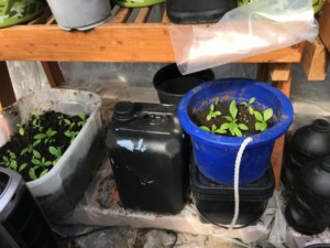 Seed Starting in recycle Containers Seed Starting in recycle Containers