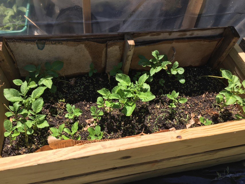 How To Grow Potatoes How To Grow Potatoes Easy Step By Step Guide