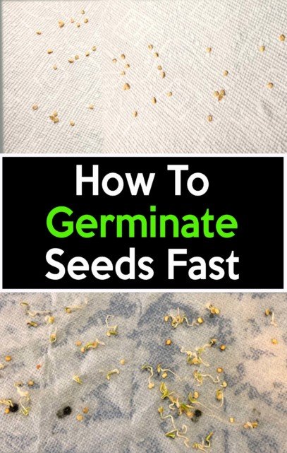 How to germinate seeds fast