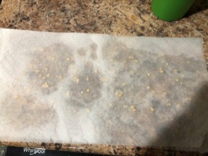 how to germinate seeds fast