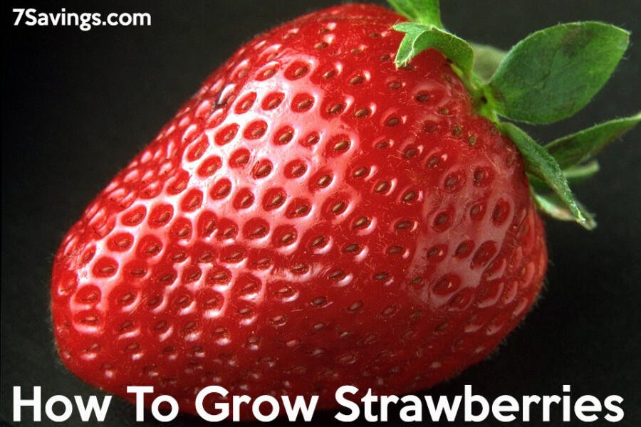 grow strawberries