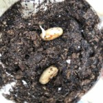 plants green beans seeds