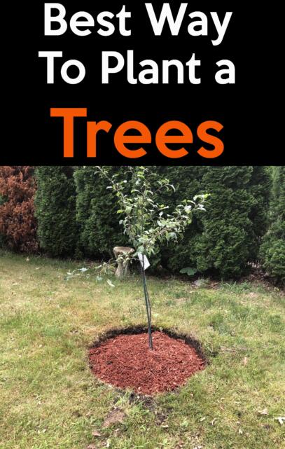 how to plant a tree