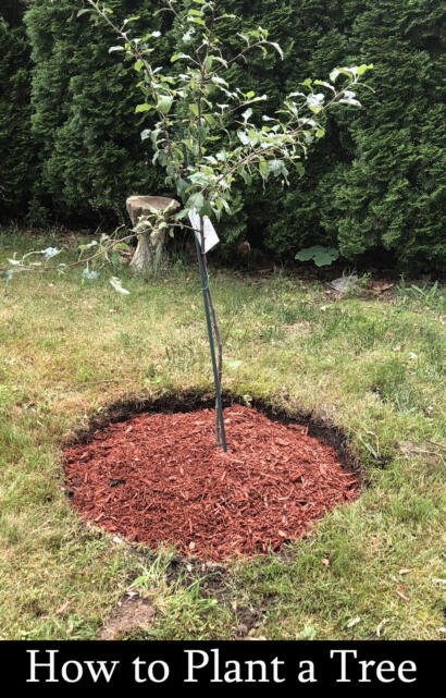 how to plant trees