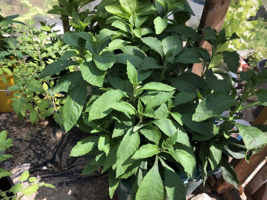 7 Things I Wish I Knew Before I Started Gardening july greenhouse tour