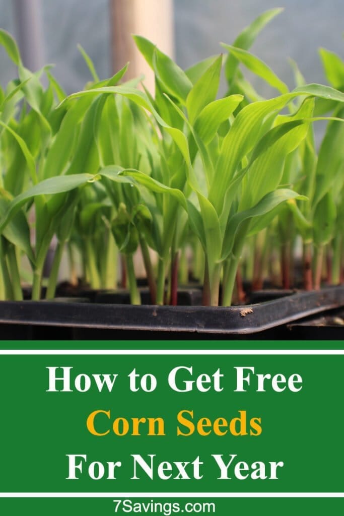 corn seeds for planting