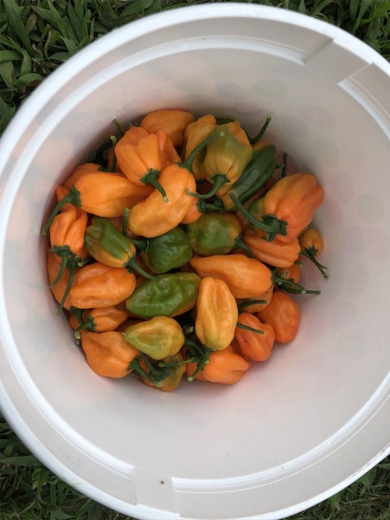 How to grow pepper