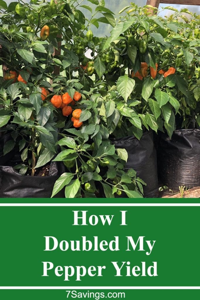 How to increase your pepper production