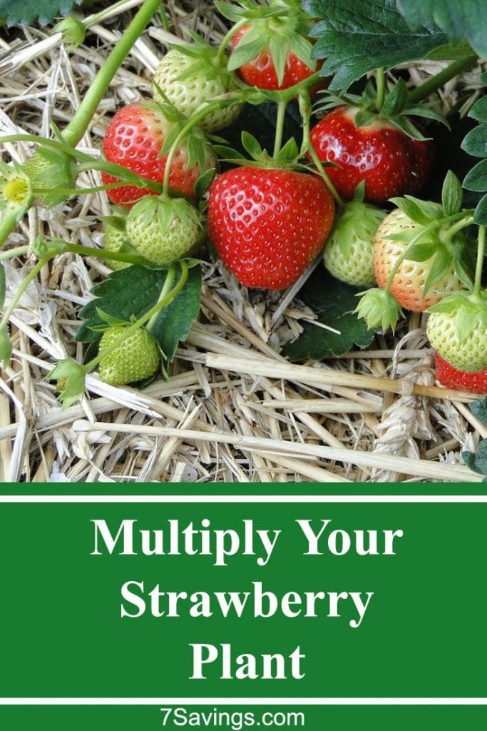 multiply strawberry plant