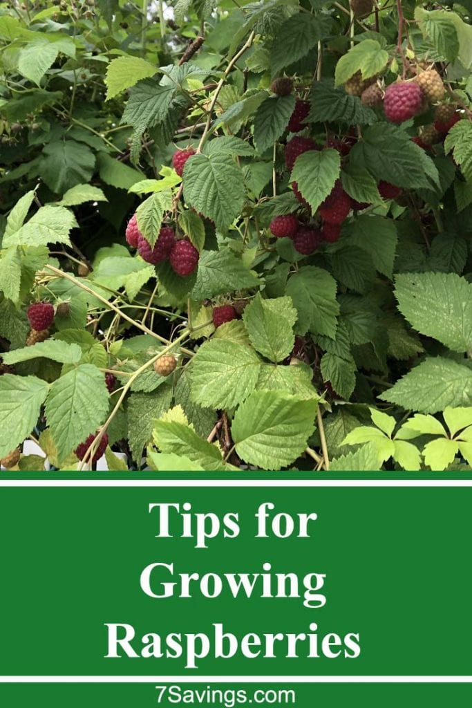 How to grow Raspberries